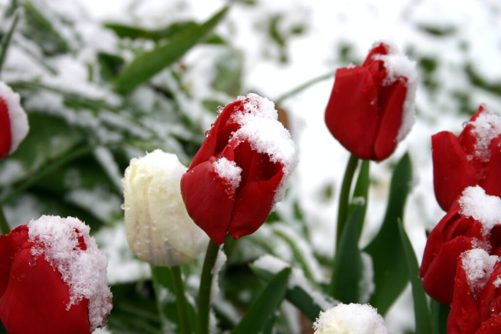 “Inverno dei fiori”