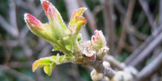 Preghiera di Pasqua di Risurrezione